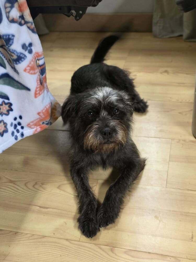 Nikki Jack, a Adoptable mixed breed in Chattanooga, TN image 3/6