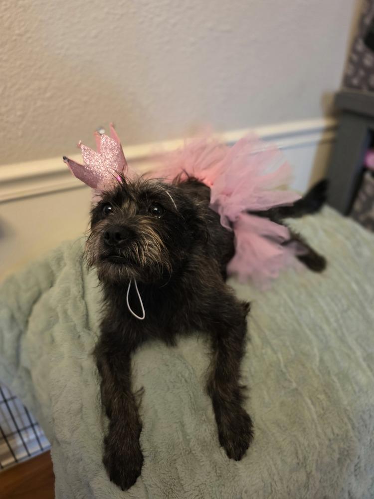 Nikki Jack, a Adoptable mixed breed in Chattanooga, TN image 5/6