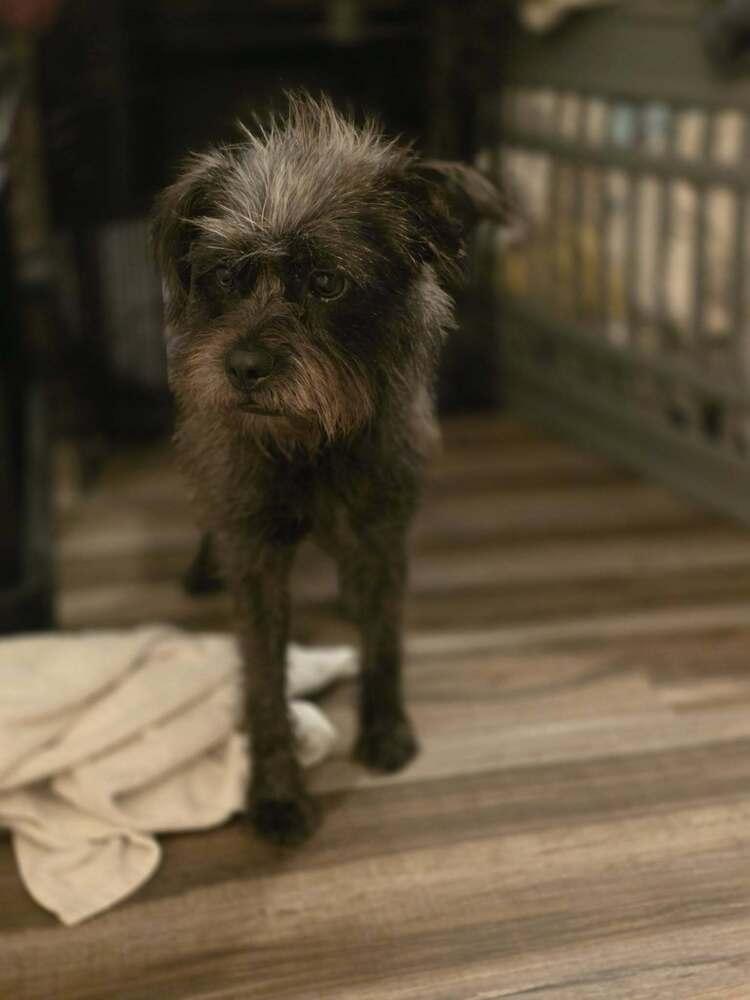 Nikki Jack, a Adoptable mixed breed in Chattanooga, TN image 6/6