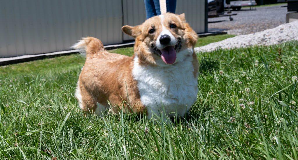 Enlarge Rebel, a Adoptable Pembroke Welsh Corgi in Havertown, PA image 1/5