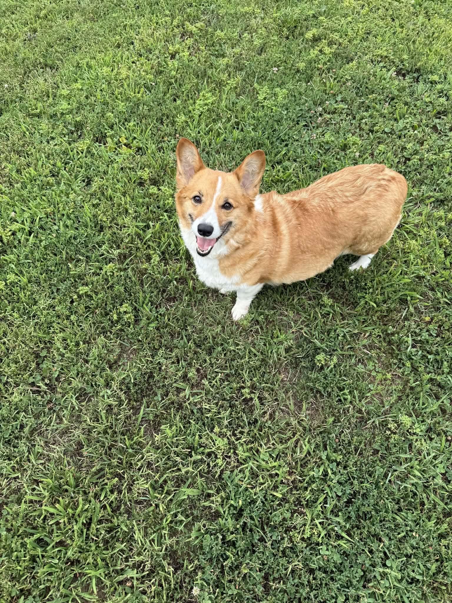 Enlarge Rebel, a Adoptable Pembroke Welsh Corgi in Havertown, PA image 2/5