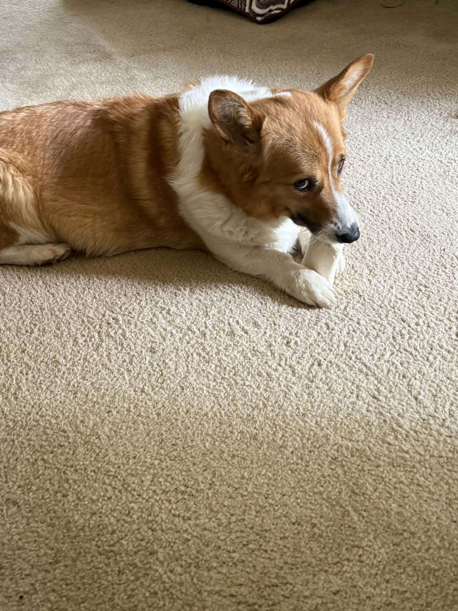 Enlarge Rebel, a Adoptable Pembroke Welsh Corgi in Havertown, PA image 3/5