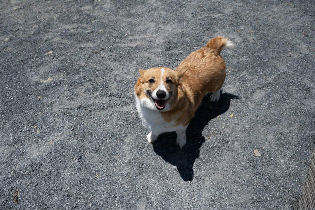 Enlarge Rebel, a Adoptable Pembroke Welsh Corgi in Havertown, PA image 4/5