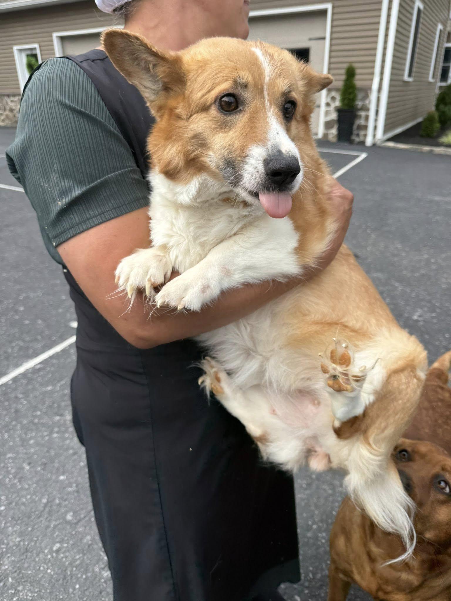 Enlarge Rebel, a Adoptable Pembroke Welsh Corgi in Havertown, PA image 5/5