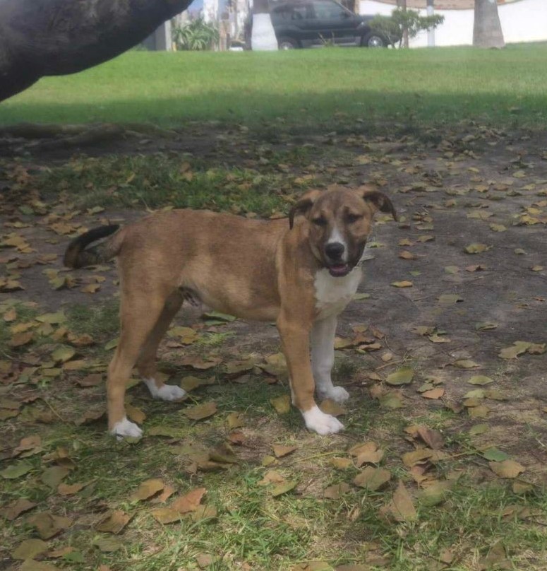 LION (Leo), an adoptable Boxer, Basenji in Poway, CA, 92064 | Photo Image 5