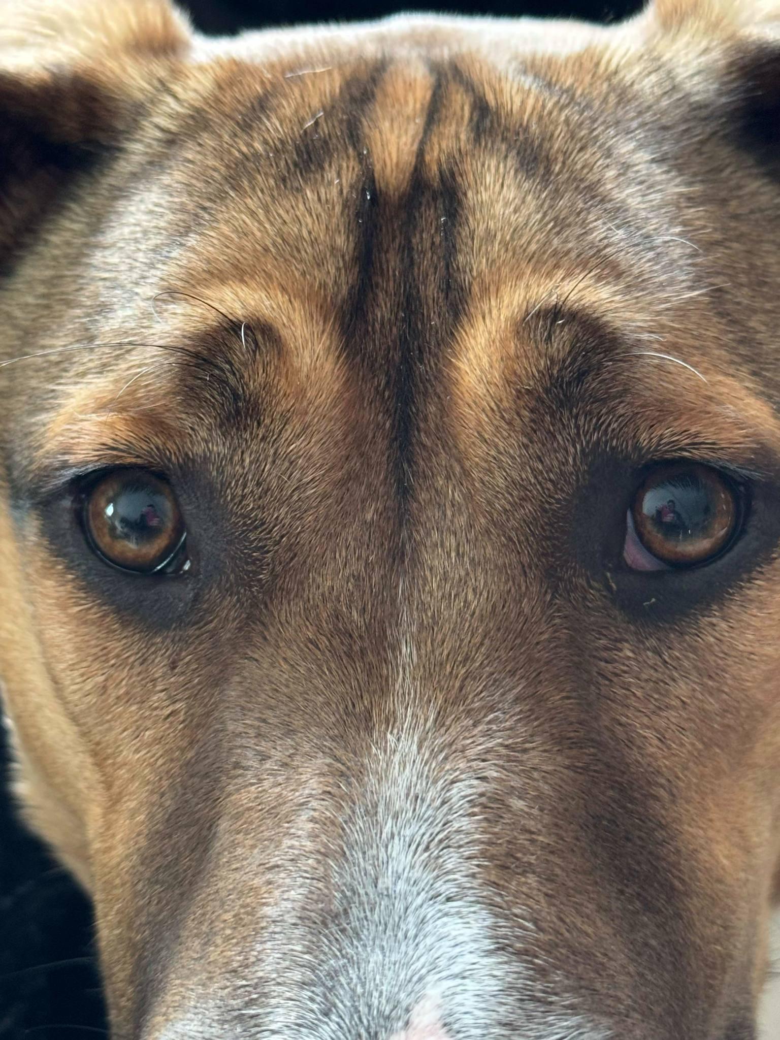 LION (Leo), an adoptable Boxer, Basenji in Poway, CA, 92064 | Photo Image 2