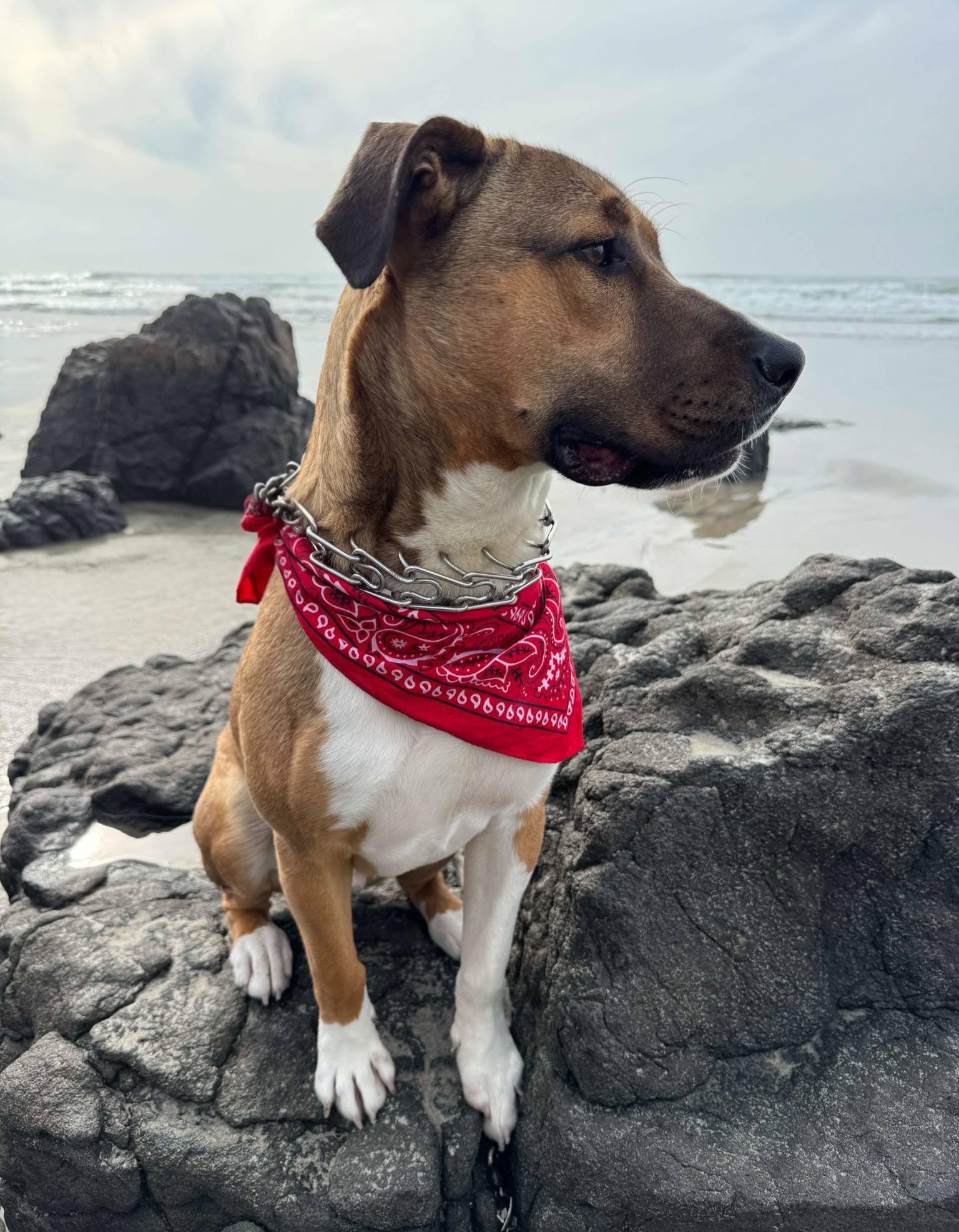 LION (Leo), an adoptable Boxer, Basenji in Poway, CA, 92064 | Photo Image 3