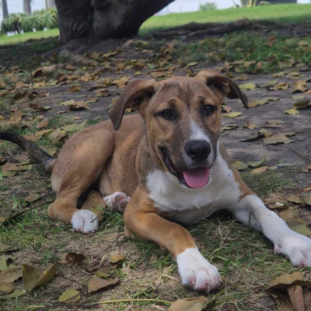 LION (Leo), an adoptable Boxer, Basenji in Poway, CA, 92064 | Photo Image 4