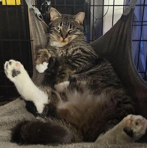 Sparky, a Adoptable Domestic Short Hair in East Amherst, NY image 5/6