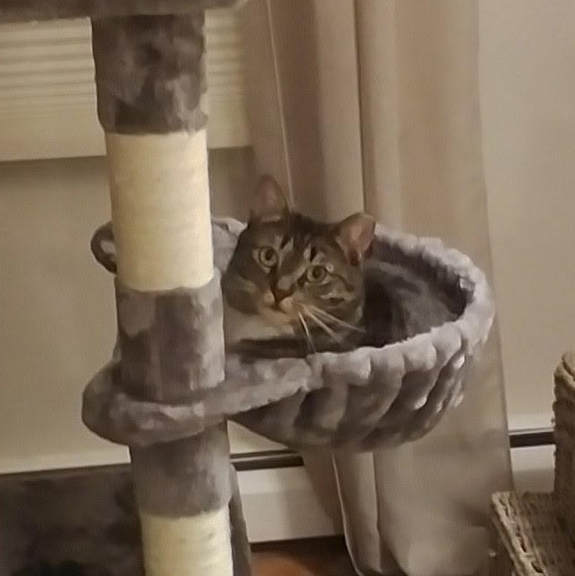 Enlarge Sparky, a Adoptable Domestic Short Hair in East Amherst, NY image 2/6