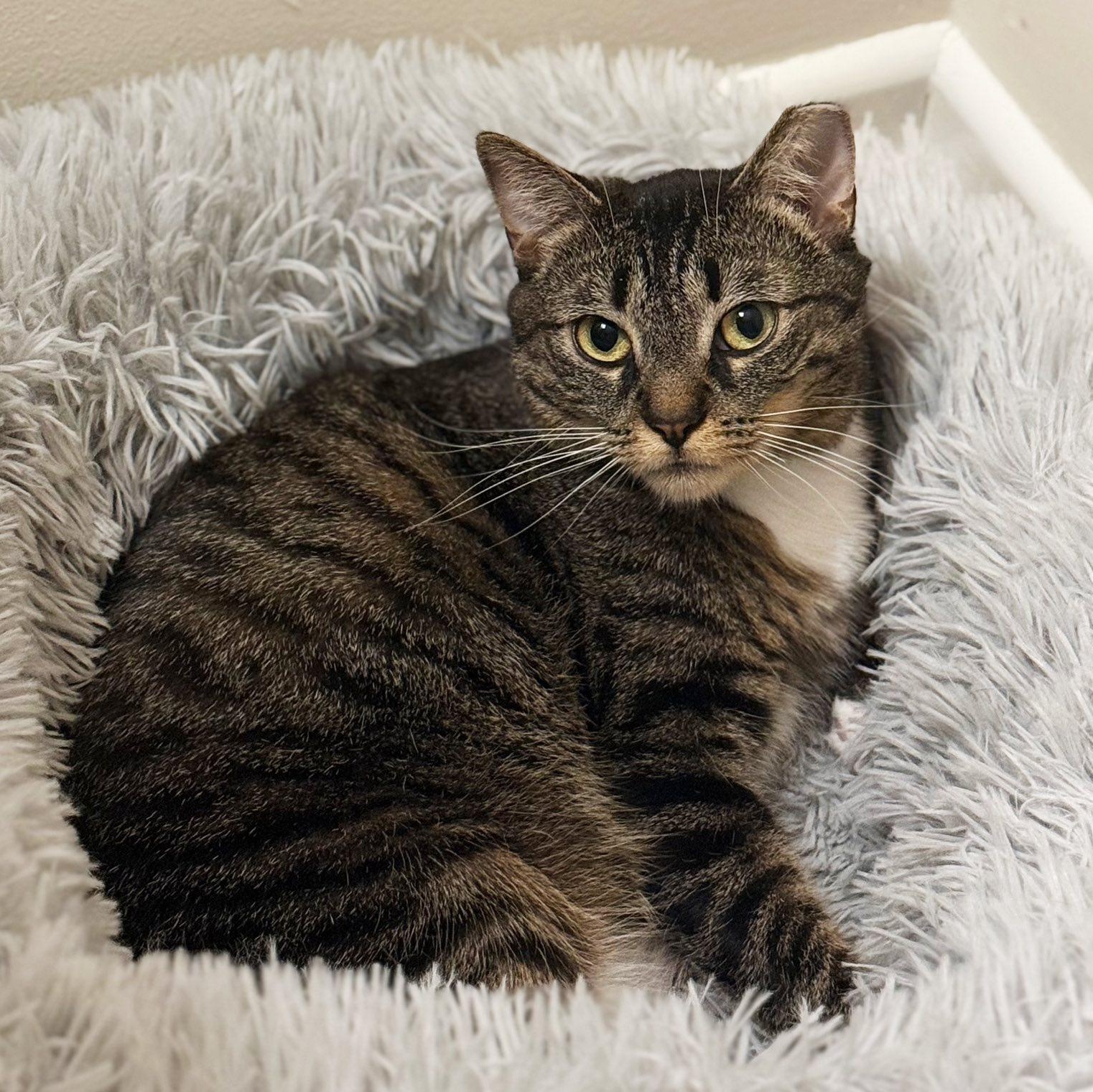 Sparky, a Adoptable Domestic Short Hair in East Amherst, NY image 1/6