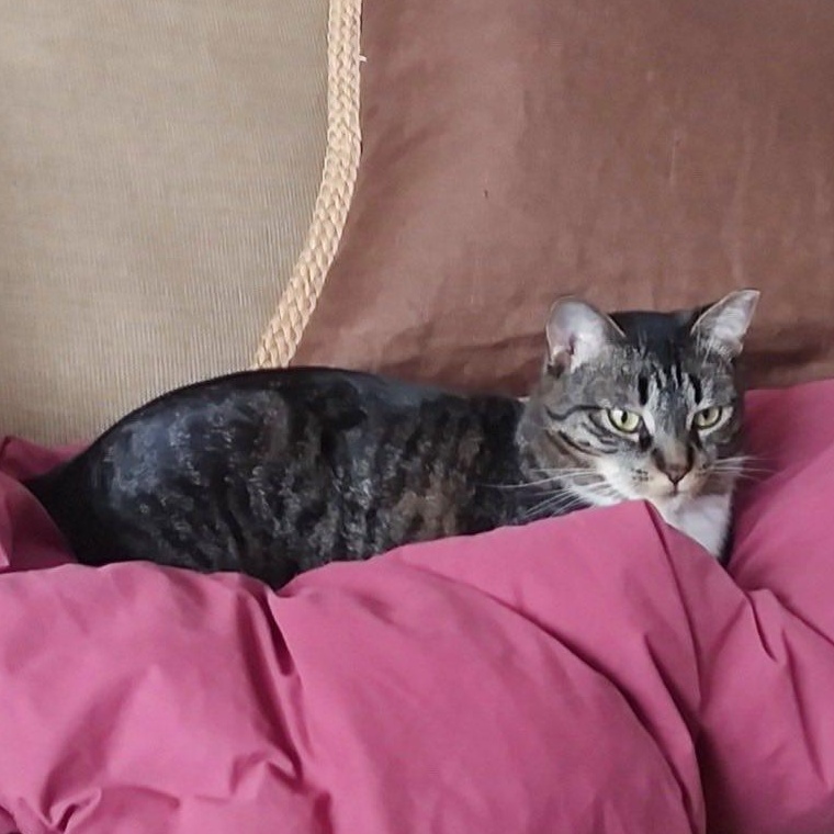 Enlarge Sparky, a Adoptable Domestic Short Hair in East Amherst, NY image 3/6