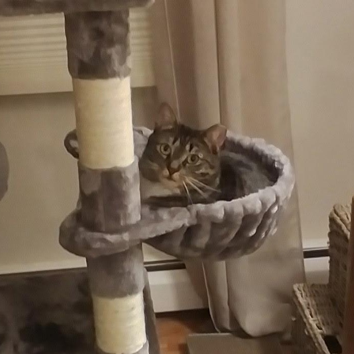 Sparky, a Adoptable Domestic Short Hair in East Amherst, NY image 3/6