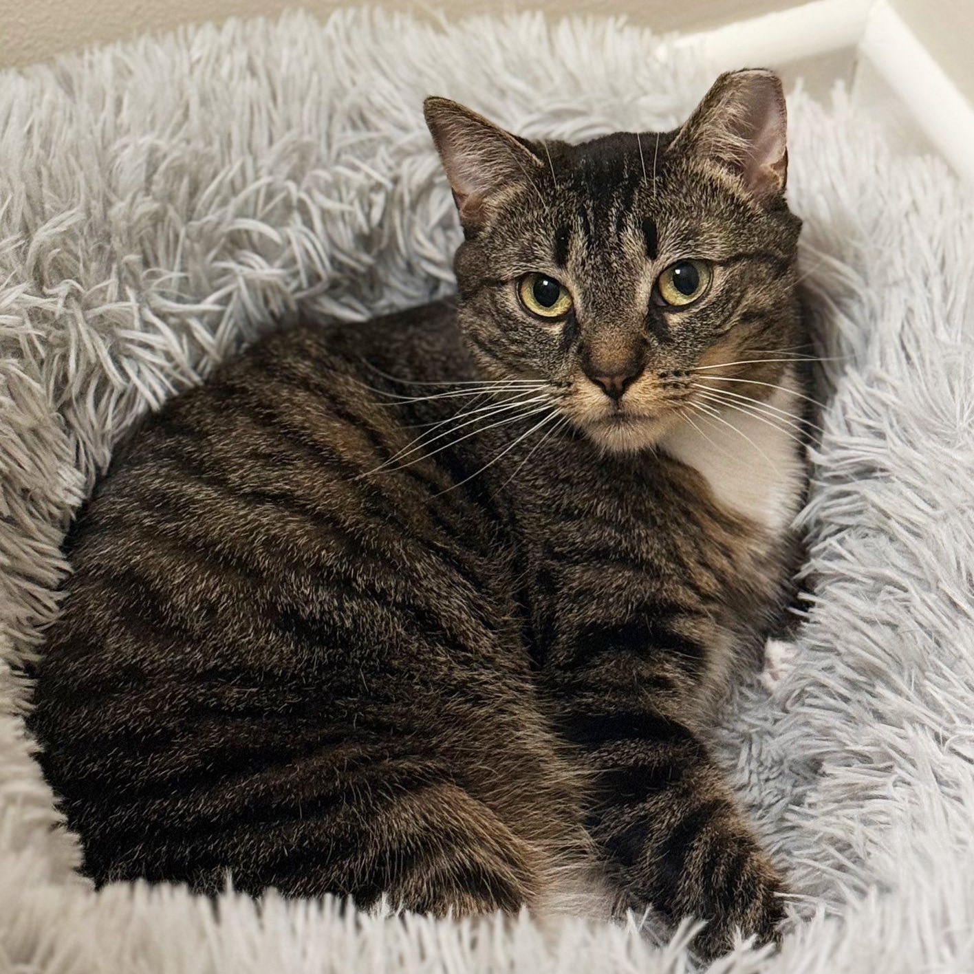 Sparky, Adoptable, Young Female Domestic Short Hair.