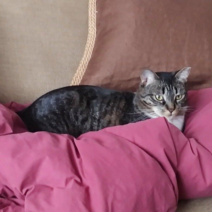 Sparky, a Adoptable Domestic Short Hair in East Amherst, NY image 2/6