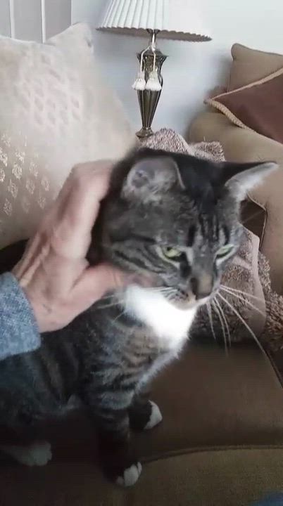 Enlarge Sparky, a Adoptable Domestic Short Hair in East Amherst, NY video 6/6