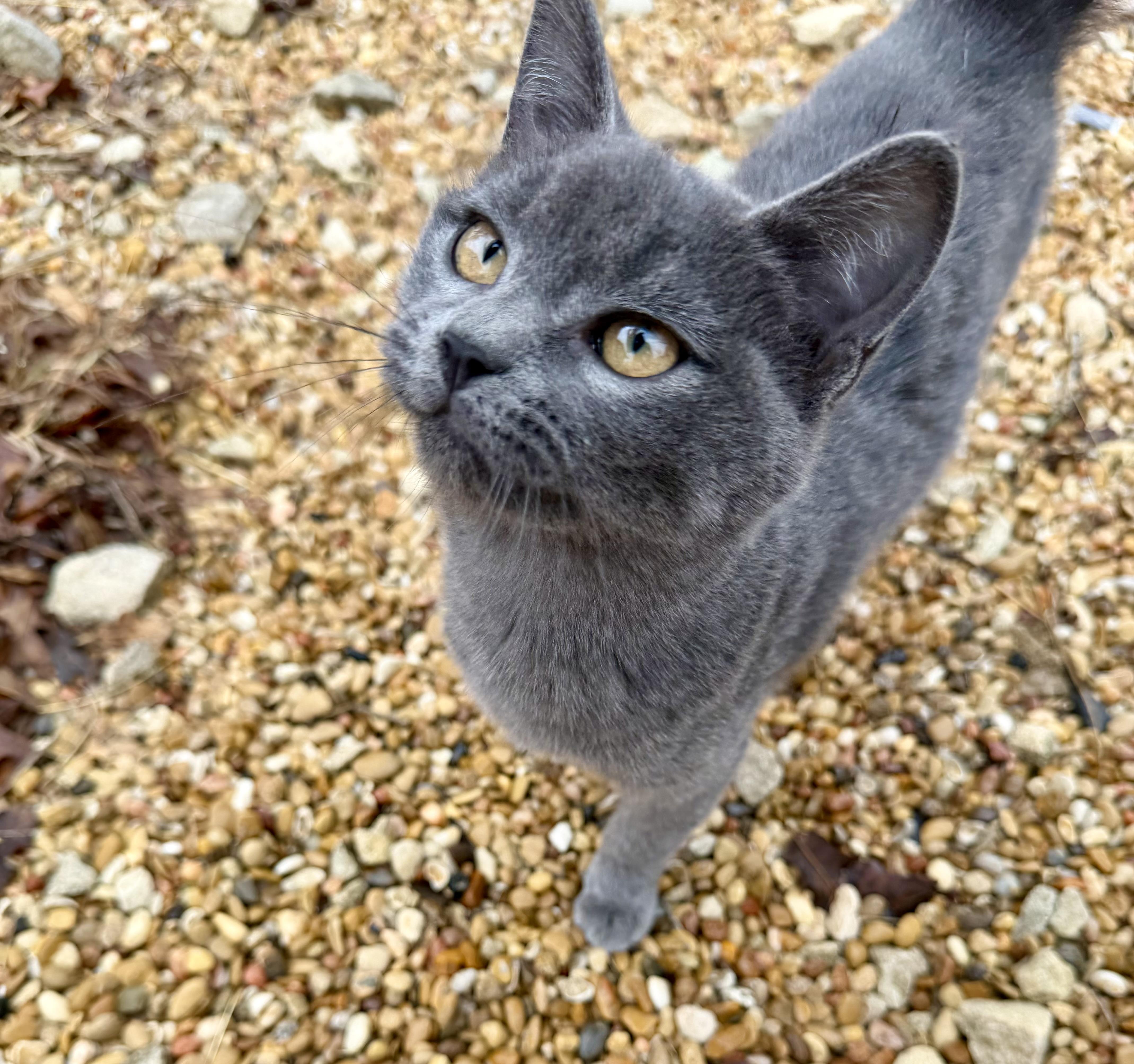 Enlarge MOONIE SPARKLES, a Adoptable Domestic Short Hair in Somerville, TX image 3/3