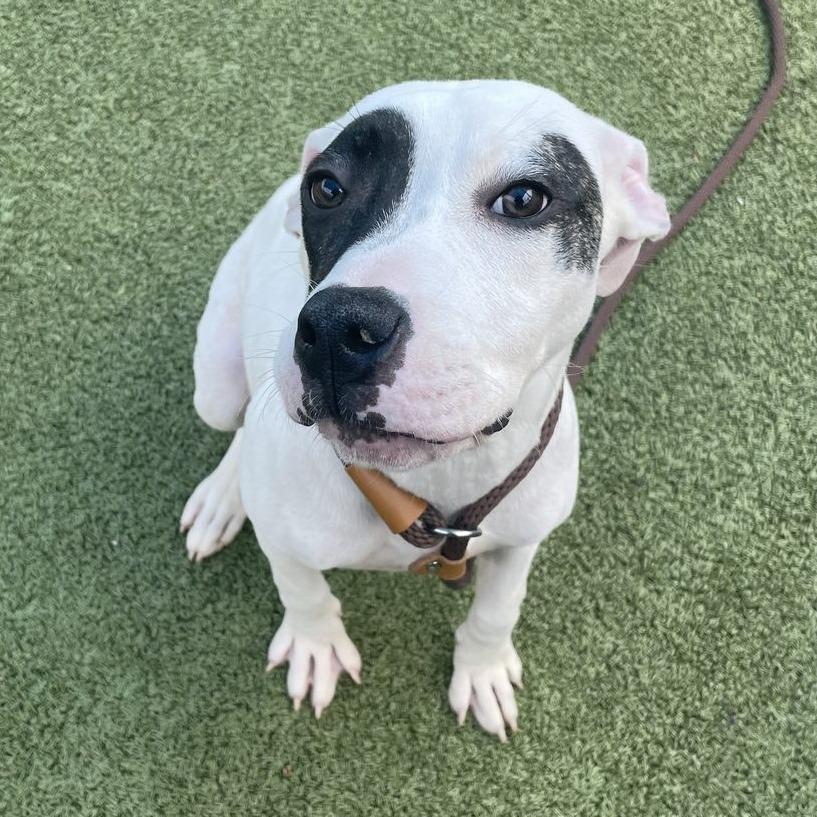 Enlarge Sadie, a Adoptable Pit Bull Terrier in Greensboro, NC image 1/6
