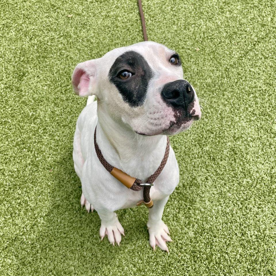 Enlarge Sadie, a Adoptable Pit Bull Terrier in Greensboro, NC image 2/6