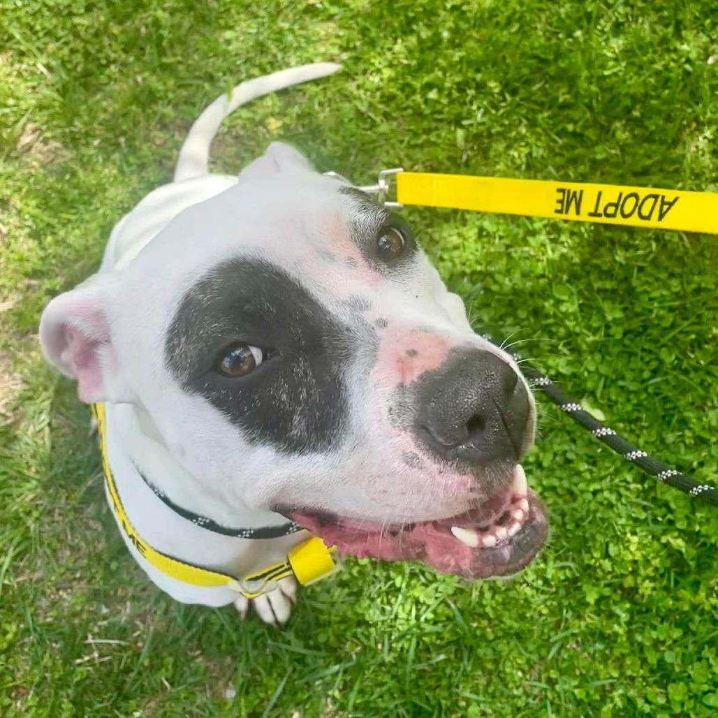 Enlarge Sadie, a Adoptable Pit Bull Terrier in Greensboro, NC image 3/6