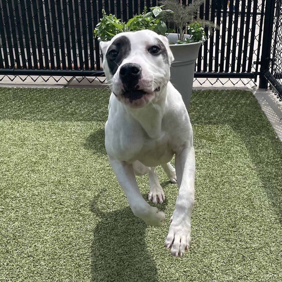 Enlarge Sadie, a Adoptable Pit Bull Terrier in Greensboro, NC image 4/6
