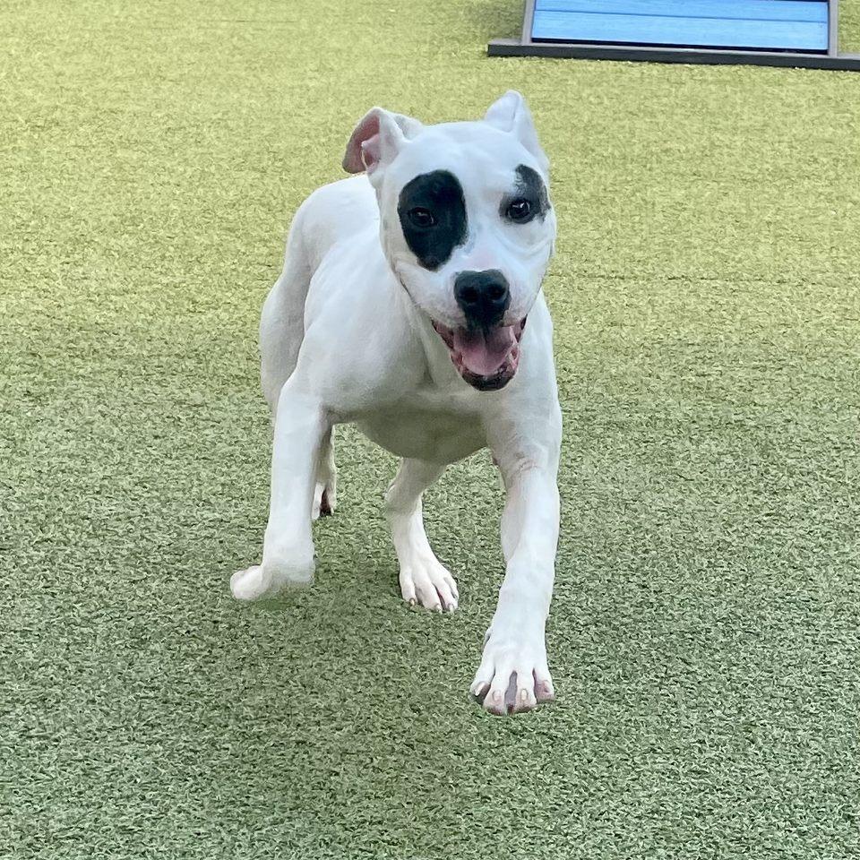 Enlarge Sadie, a Adoptable Pit Bull Terrier in Greensboro, NC image 5/6