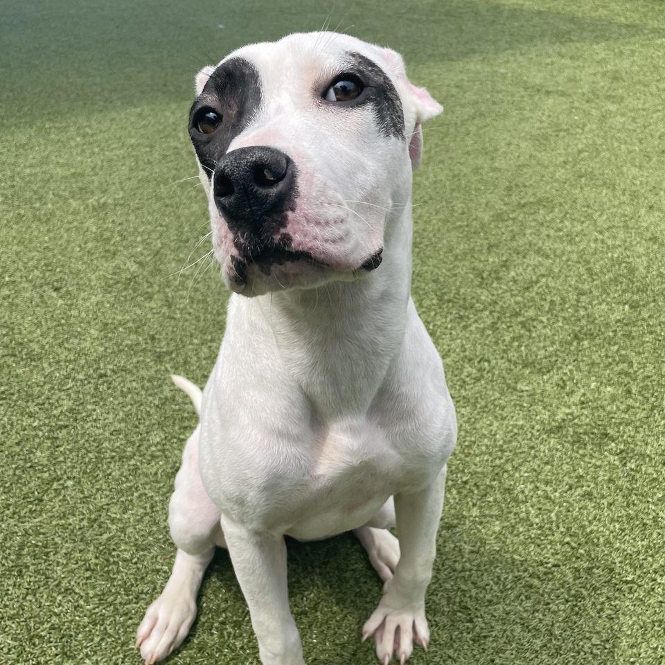 Enlarge Sadie, a Adoptable Pit Bull Terrier in Greensboro, NC image 6/6