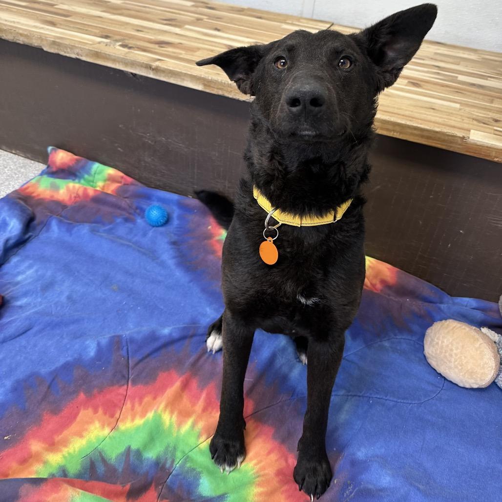 Enlarge Cash, a Adoptable mixed breed in Durango, CO image 1/3