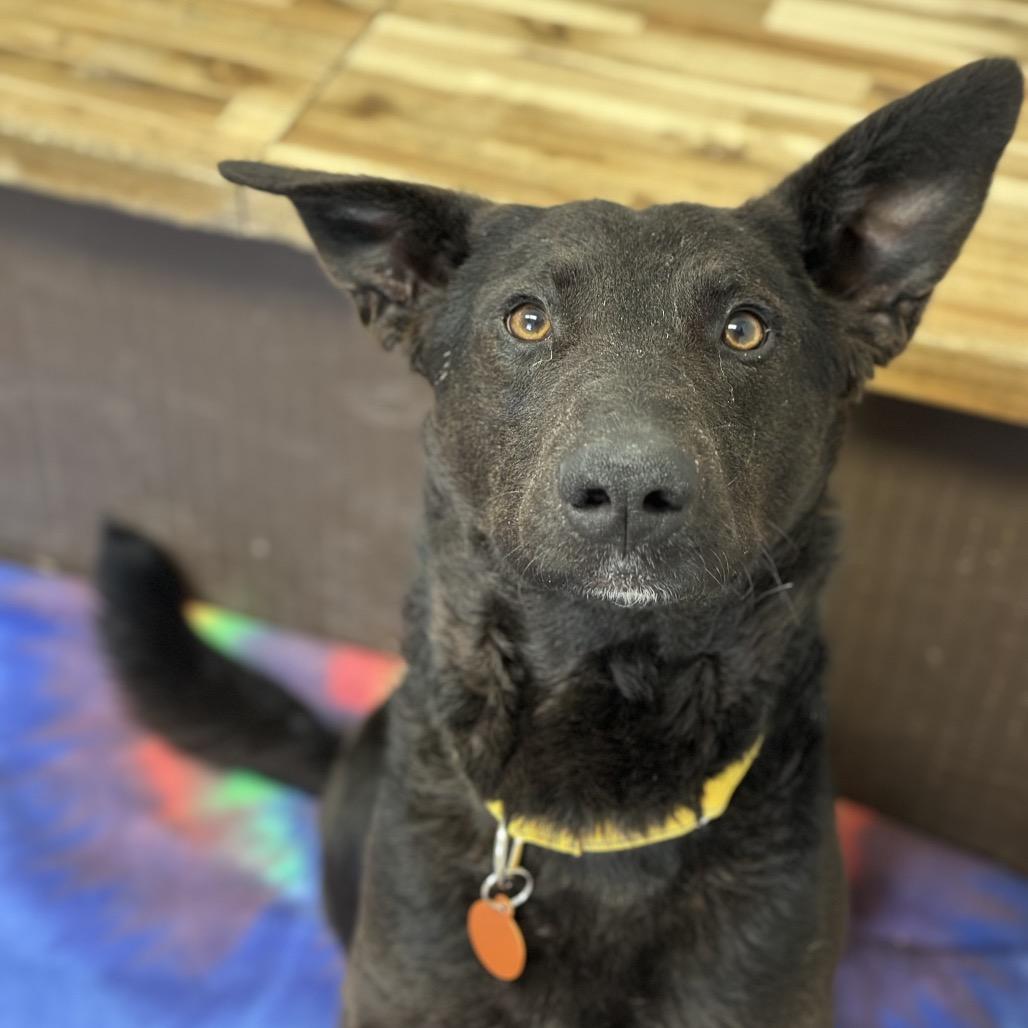 Enlarge Cash, a Adoptable mixed breed in Durango, CO image 2/3