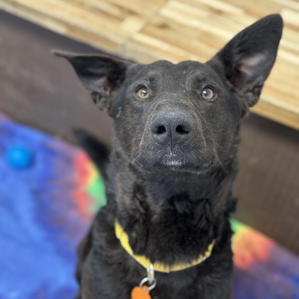 Enlarge Cash, a Adoptable mixed breed in Durango, CO image 3/3