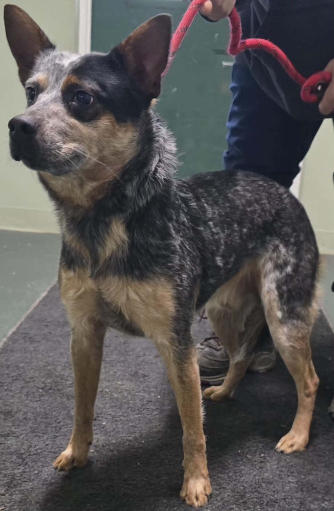 Enlarge Wayne, a Adoptable Australian Cattle Dog / Blue Heeler in Hillsdale, IN image 1/1