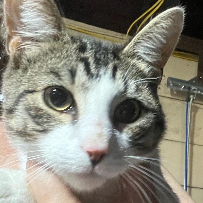 Enlarge Mickey, a ADOPTABLE Domestic Short Hair in Stanhope, NJ image 2/3