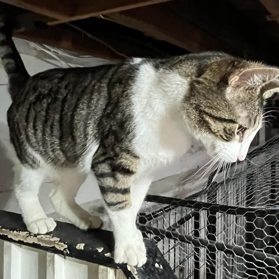 Enlarge Mickey, a ADOPTABLE Domestic Short Hair in Stanhope, NJ image 3/3