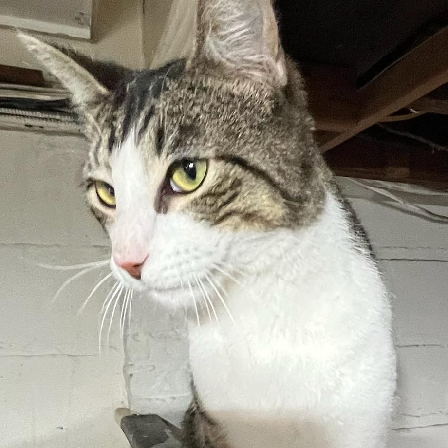 Mickey, ADOPTABLE, Adult Male Domestic Short Hair.