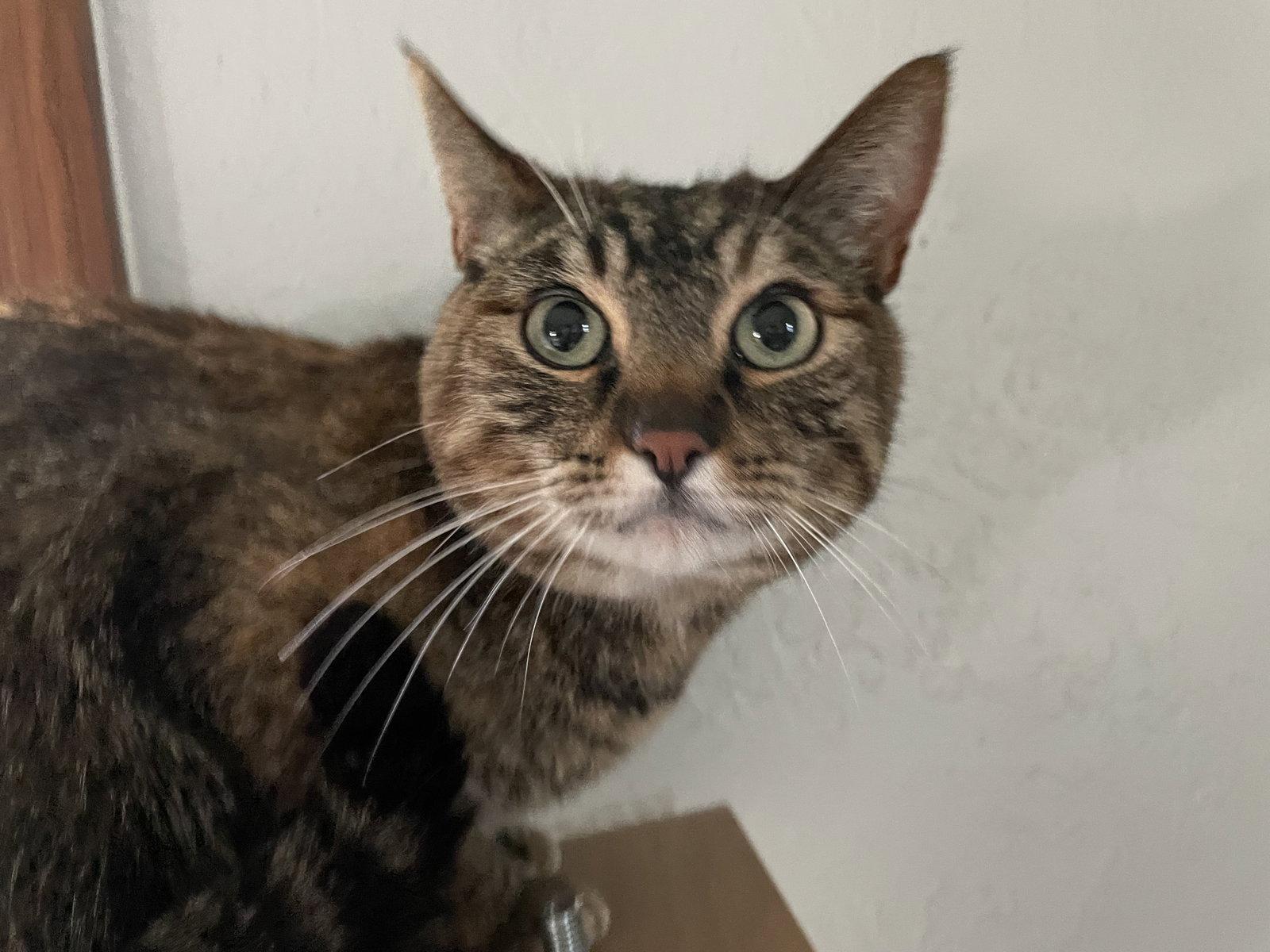 XENA #1925 - Offered by Owner, Adoptable, Adult Female Tabby & Torbie.