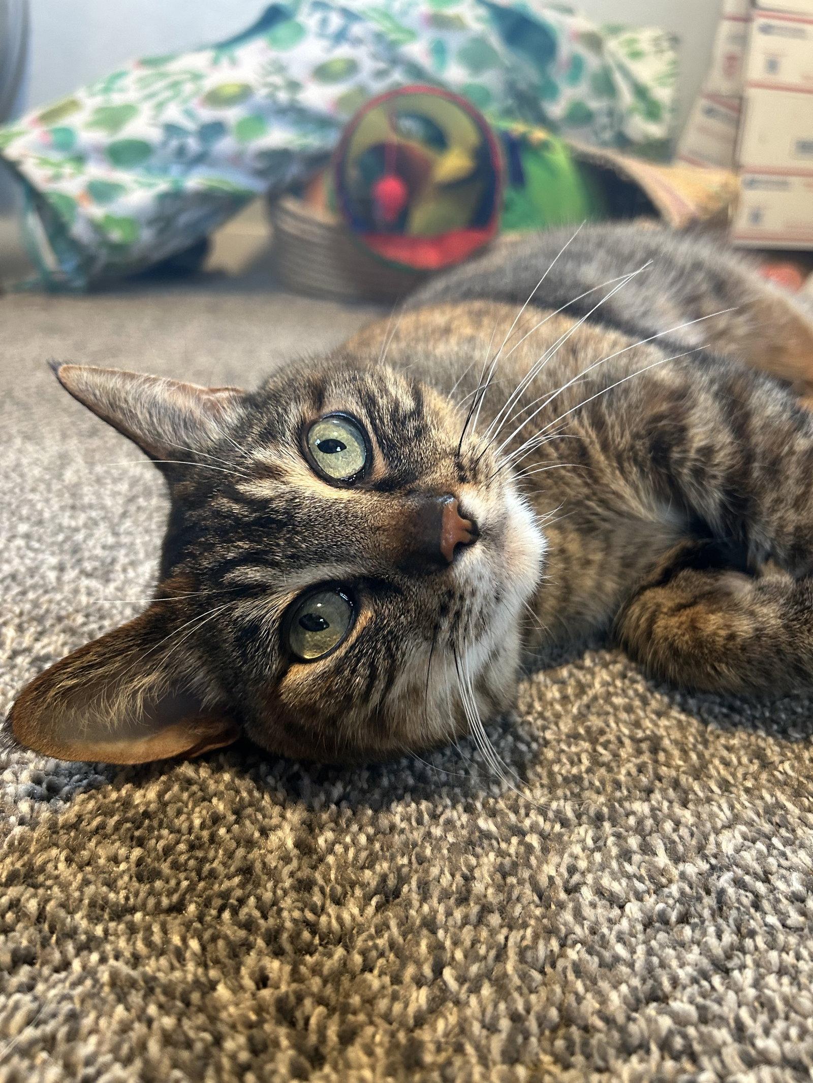 XENA #1925 - Offered by Owner, a Adoptable mixed breed in Hillsboro, OR image 3/3