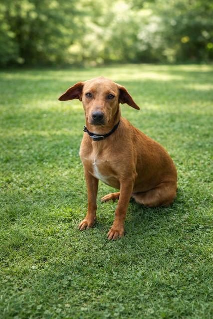 Enlarge Coco, a Adoptable mixed breed in bend, OR image 2/6