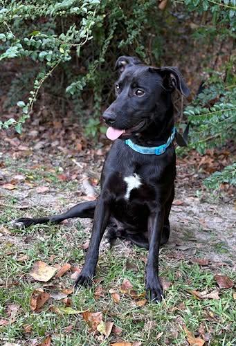 Enlarge Riley #38, a ADOPTABLE Black Labrador Retriever in Killingworth, CT image 3/5