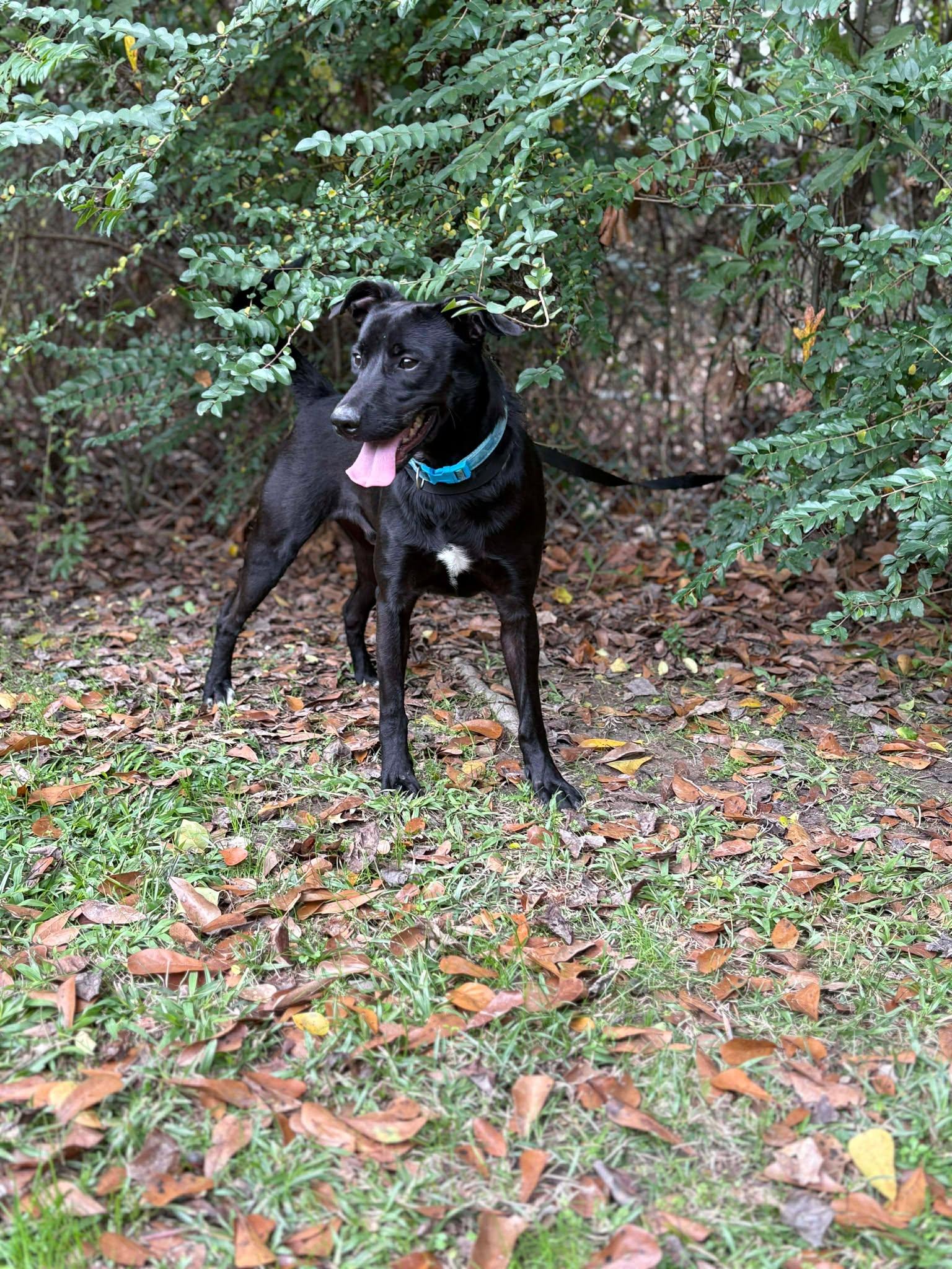 Enlarge Riley #38, a ADOPTABLE Black Labrador Retriever in Killingworth, CT image 1/5