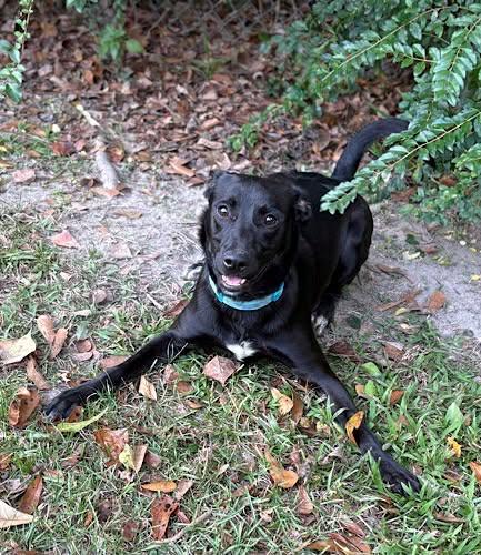 Enlarge Riley #38, a ADOPTABLE Black Labrador Retriever in Killingworth, CT image 5/5
