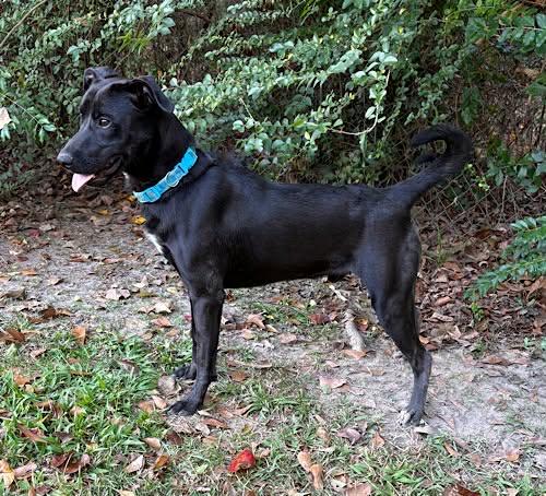 Enlarge Riley #38, a ADOPTABLE Black Labrador Retriever in Killingworth, CT image 2/5