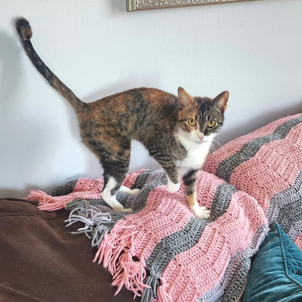 Enlarge Cleo, a Adoptable Domestic Short Hair in Chantilly, VA image 1/1
