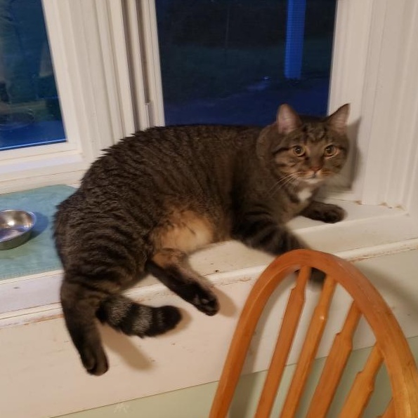 Harpo, a Adoptable Domestic Short Hair in Albany, NY image 5/6