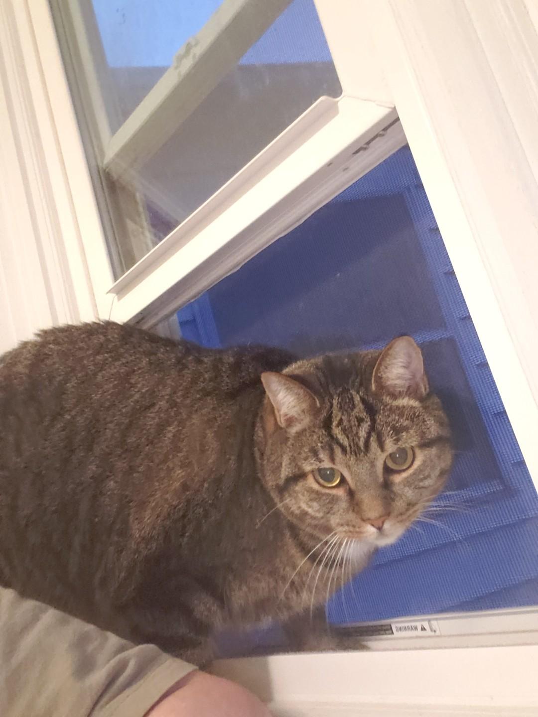 Harpo — thumbnail 3