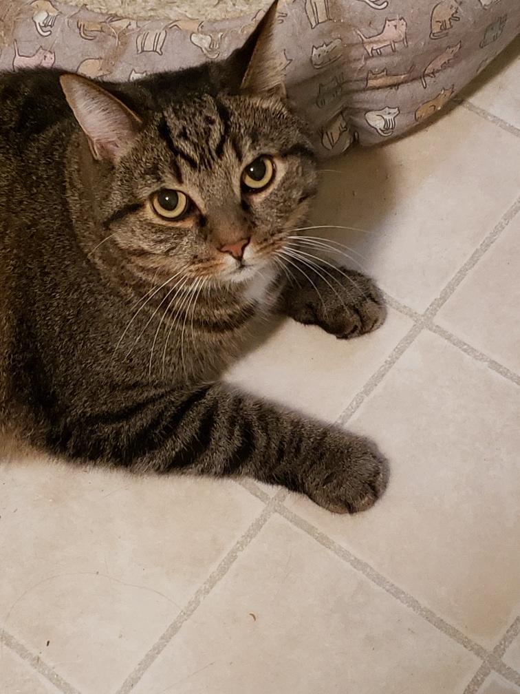 Harpo, a Adoptable Domestic Short Hair in Albany, NY image 4/6