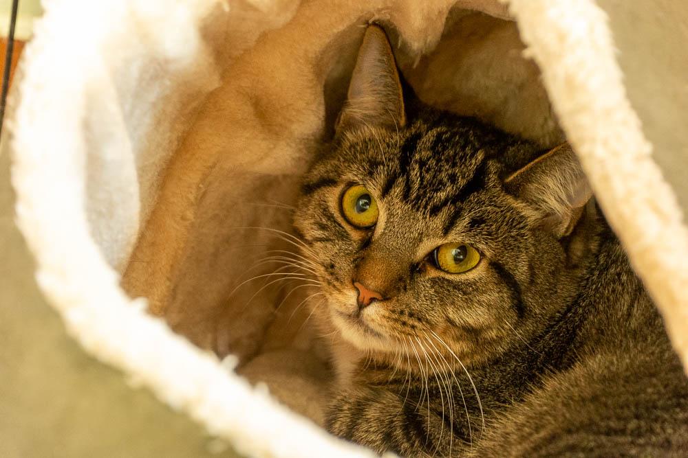 Harpo, a Adoptable Domestic Short Hair in Albany, NY image 1/6