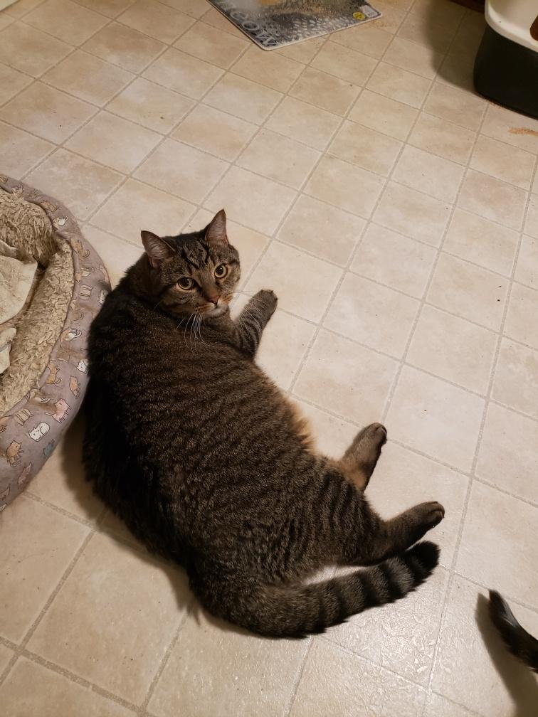 Harpo, a Adoptable Domestic Short Hair in Albany, NY image 6/6