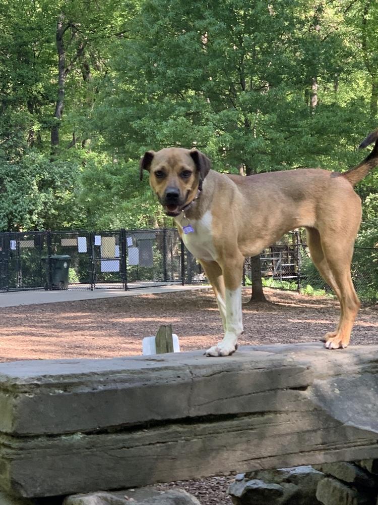 Enlarge Dolly, a Adoptable mixed breed in Washington, DC image 1/6