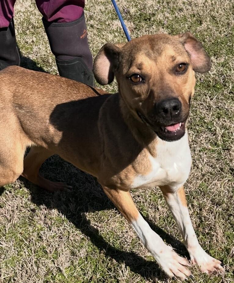 Enlarge Dolly, a Adoptable mixed breed in Washington, DC image 2/6