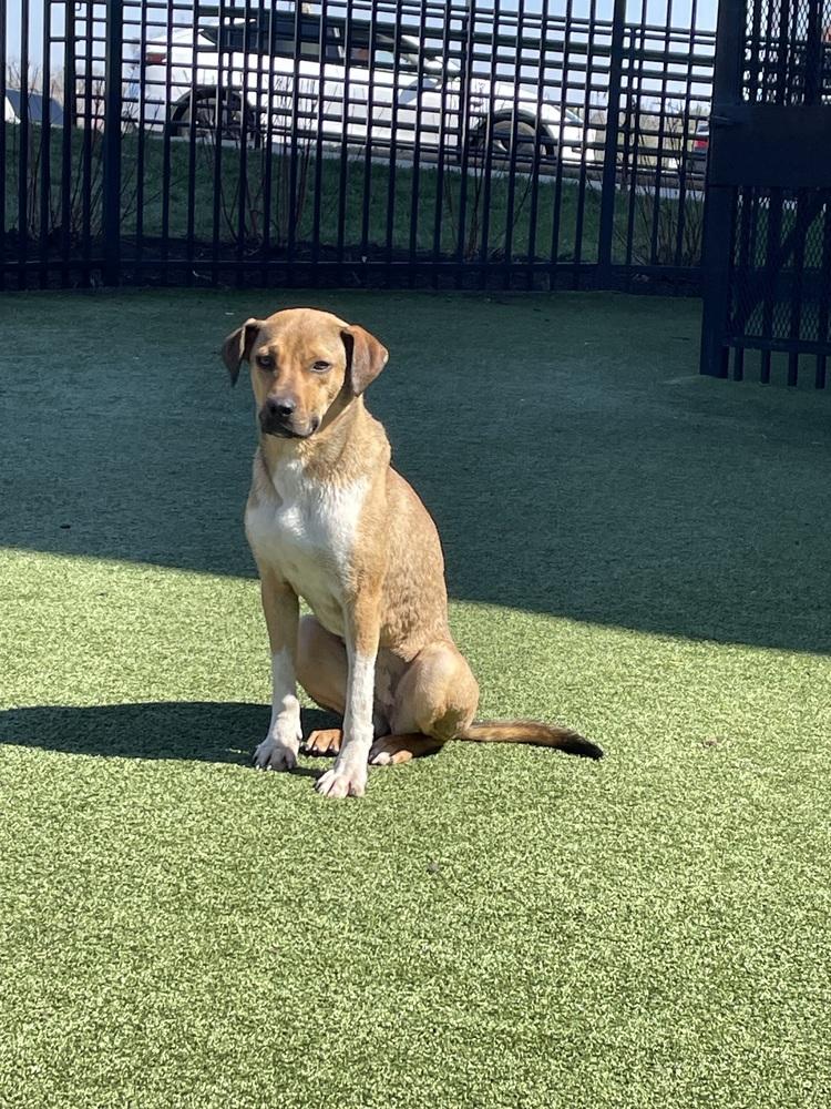 Enlarge Dolly, a Adoptable mixed breed in Washington, DC image 3/6